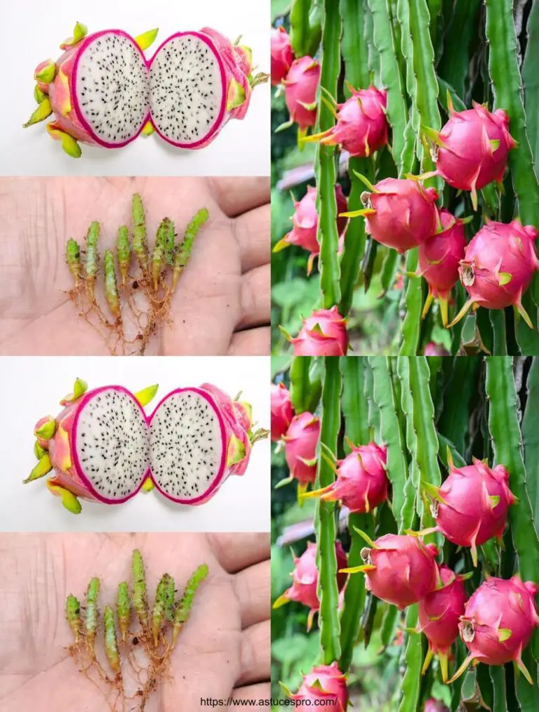 Cómo cultivar Pitaya de Semillas en Soi