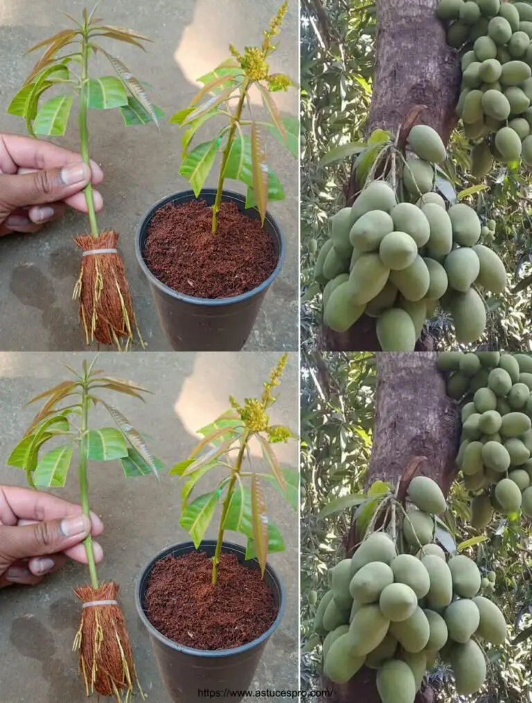 Cómo diseminar un árbol de mango de cortes