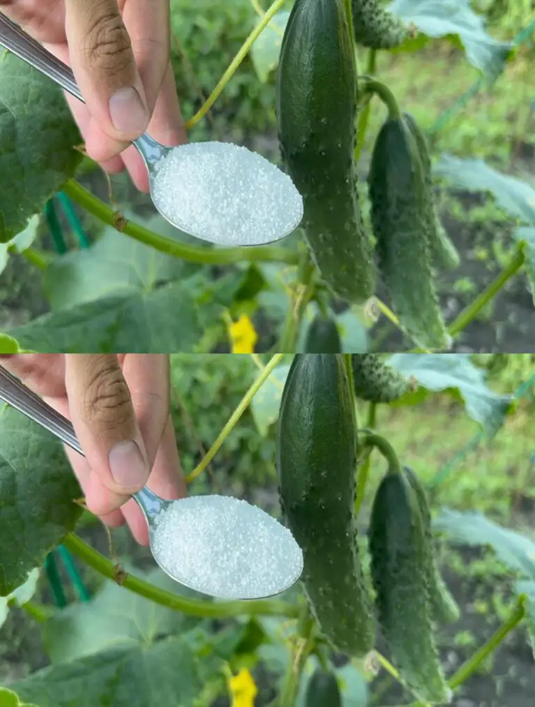 ¡Me sorprendió! 1 cuchara en julio para pepinos, tomates y su maduración rápida dan una gran cosecha!