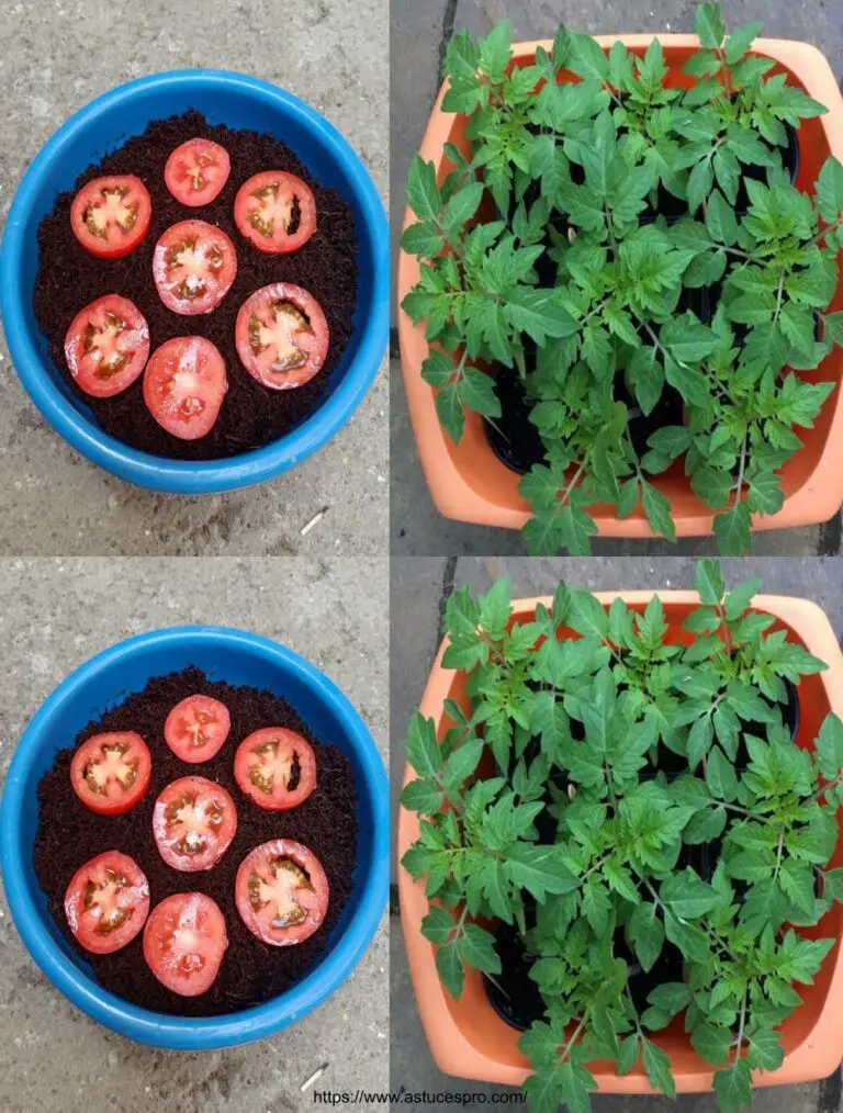 Cómo cultivar plantas de tomate en casa de semillas