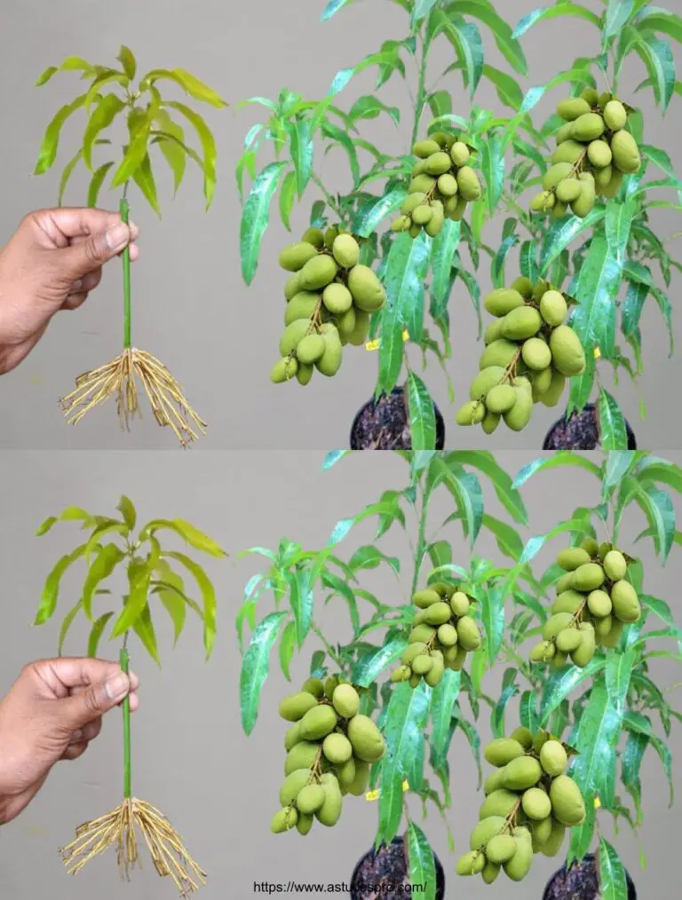 Técnica rápida y fácil para esparcir un árbol de mango de cortes con un ingrediente inesperado