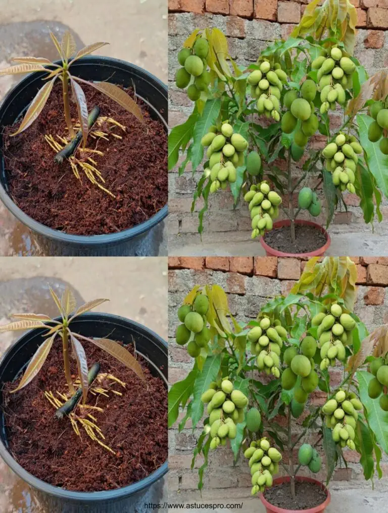 Técnica sorprendente para multiplicar árboles de mango de cortes con aloe vera: Cultivar un árbol de mango en casa