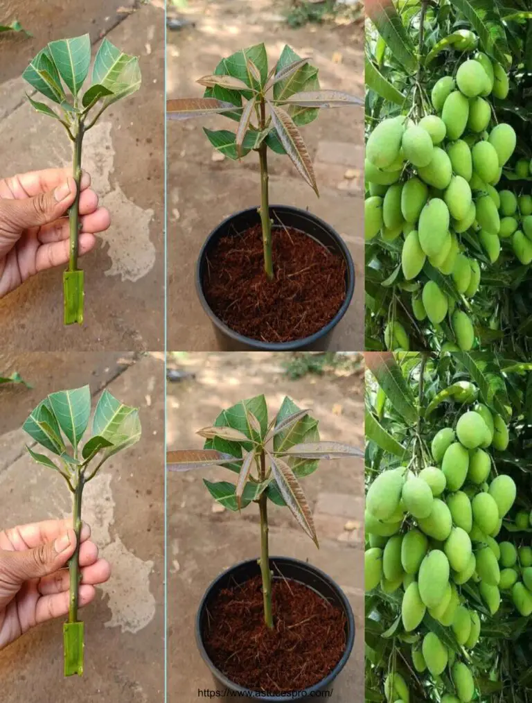 Cómo cultivar un árbol de mango de cortes usando el aloe vera para el arraigo natural