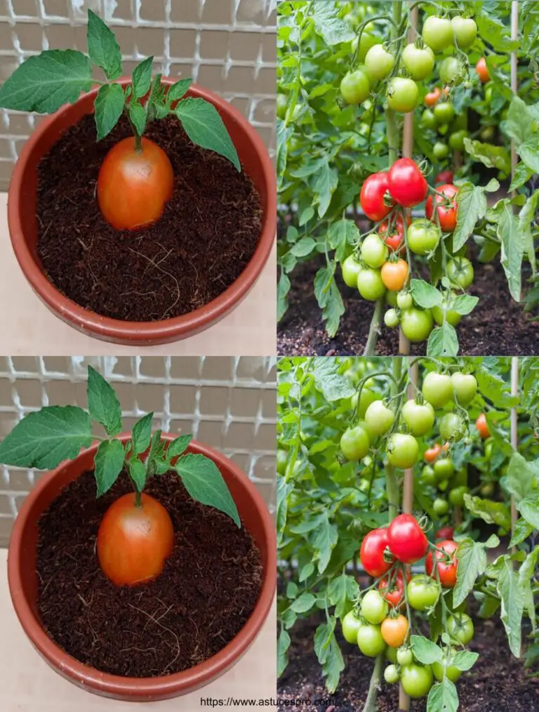 Nadie cree en el cultivo de tomates de esta manera.