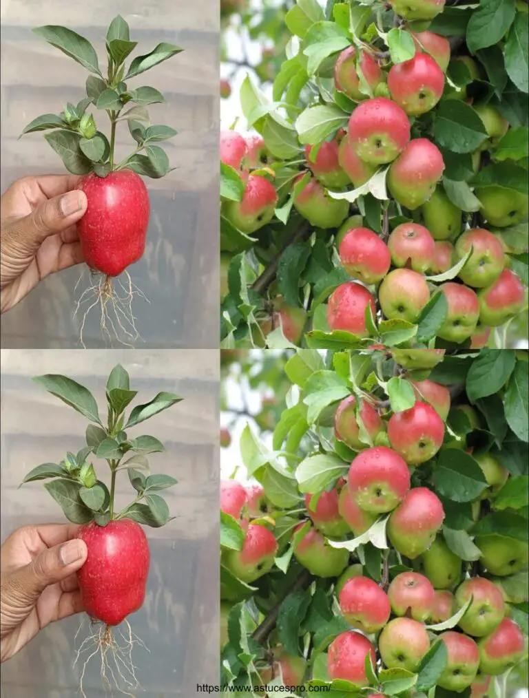 Cómo empujar una manzana de una fruta de Apple para cultivar un árbol de manzana en casa