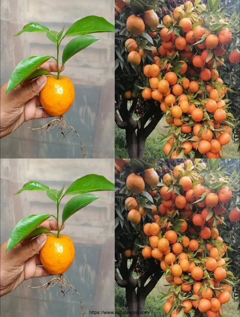 El mejor método para crecer una naranja de una naranja – funciona 100%! Cómo extender una naranja y crecerla