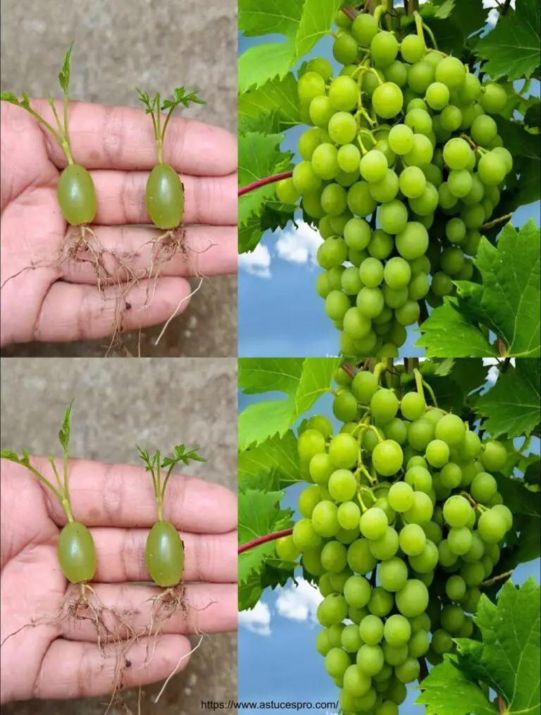 Me ha sorprendido difundir uvas de esta manera.