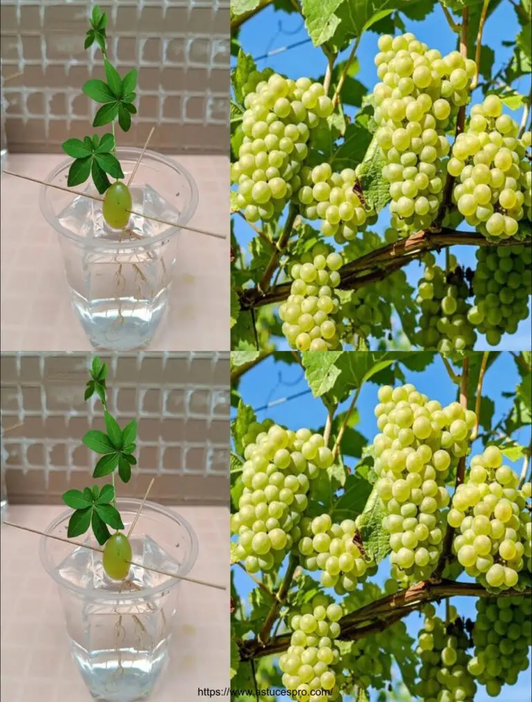 Pocas personas saben que las uvas se pueden multiplicar de esta manera, así que cultiva un árbol de pasas en tu casa, etc.