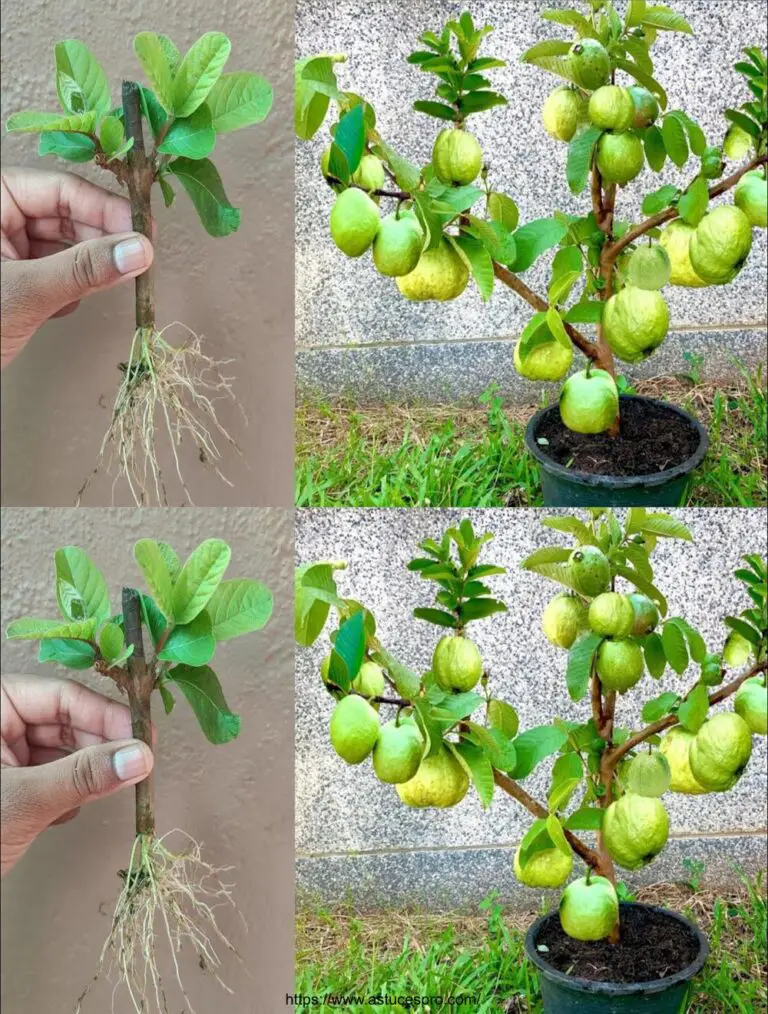 Cómo propagar una planta de goyave de cortes con cebolla