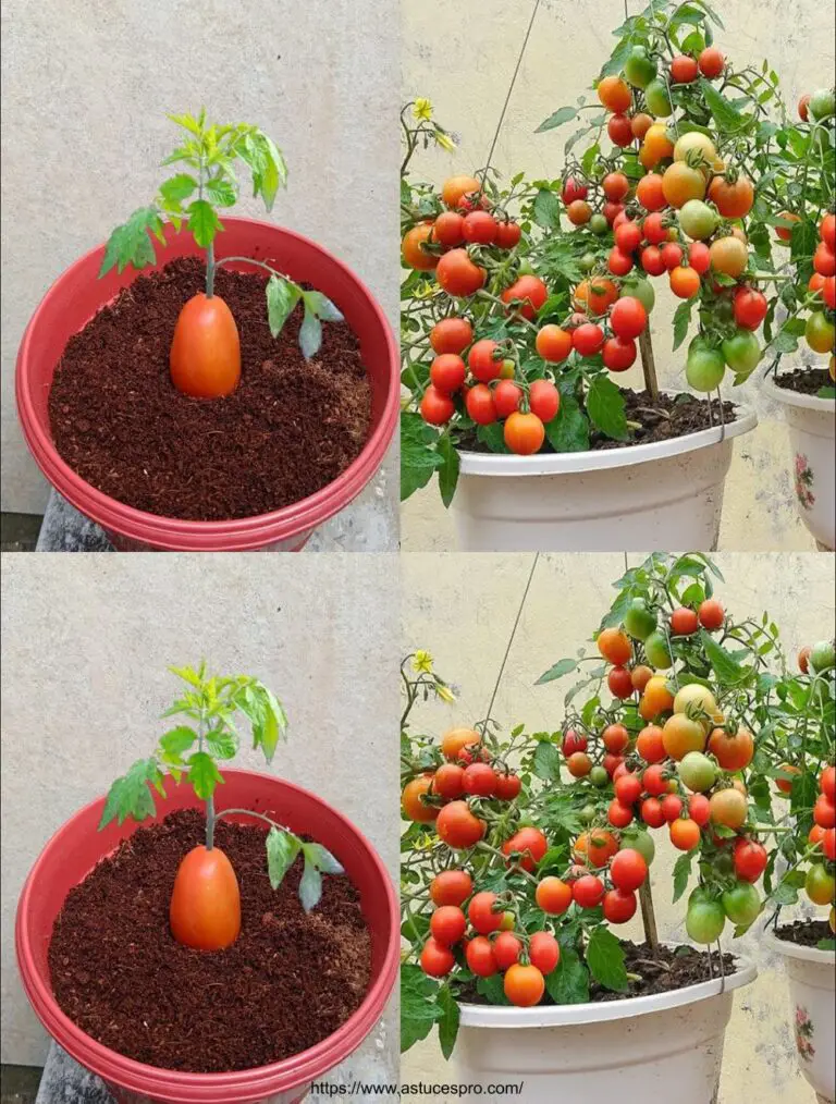 Pocas personas saben que es posible diseminar de esta manera, así que cultiva plantas de tomate, así que es un registro de jardín.