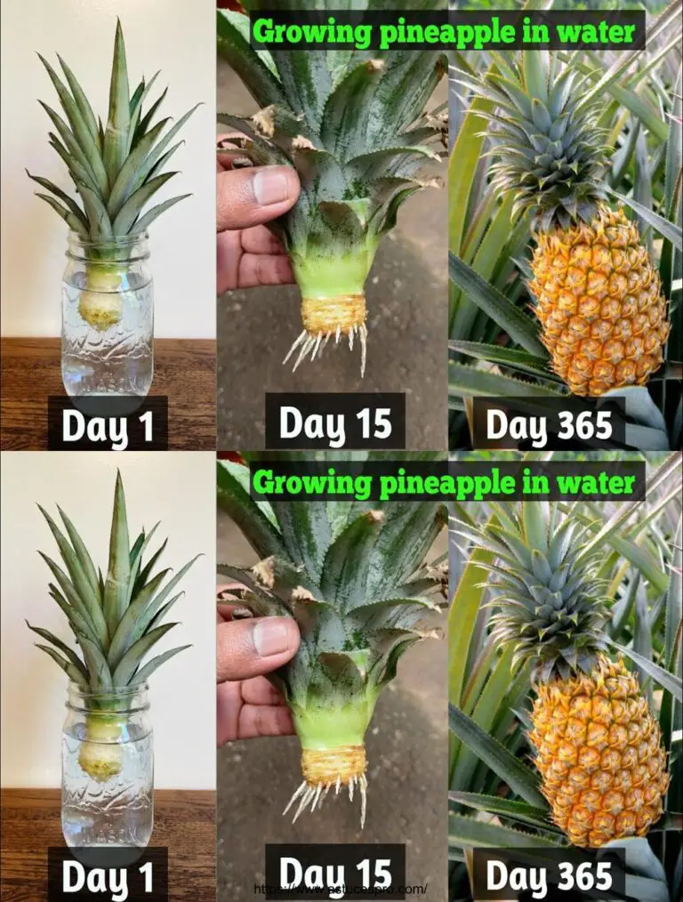 Consejos para cultivar piñas rápidamente de los picos rechazados Cómo crecer piña con agua