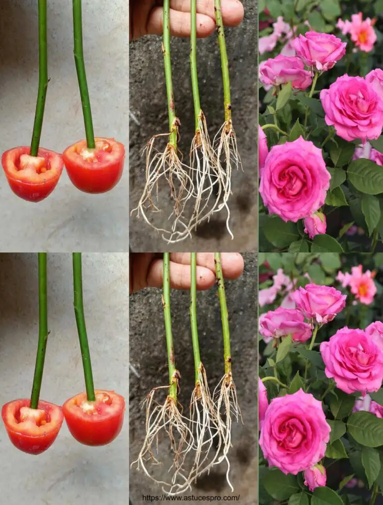 Rosas multiplique de cortes de tomate Cómo crecer una rosa de cortes