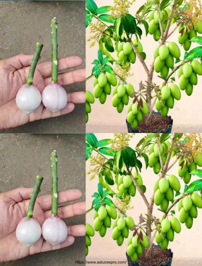 La técnica de injerto de árboles de mango con cebollas para estimular el arraigo y acelerar el fruto.