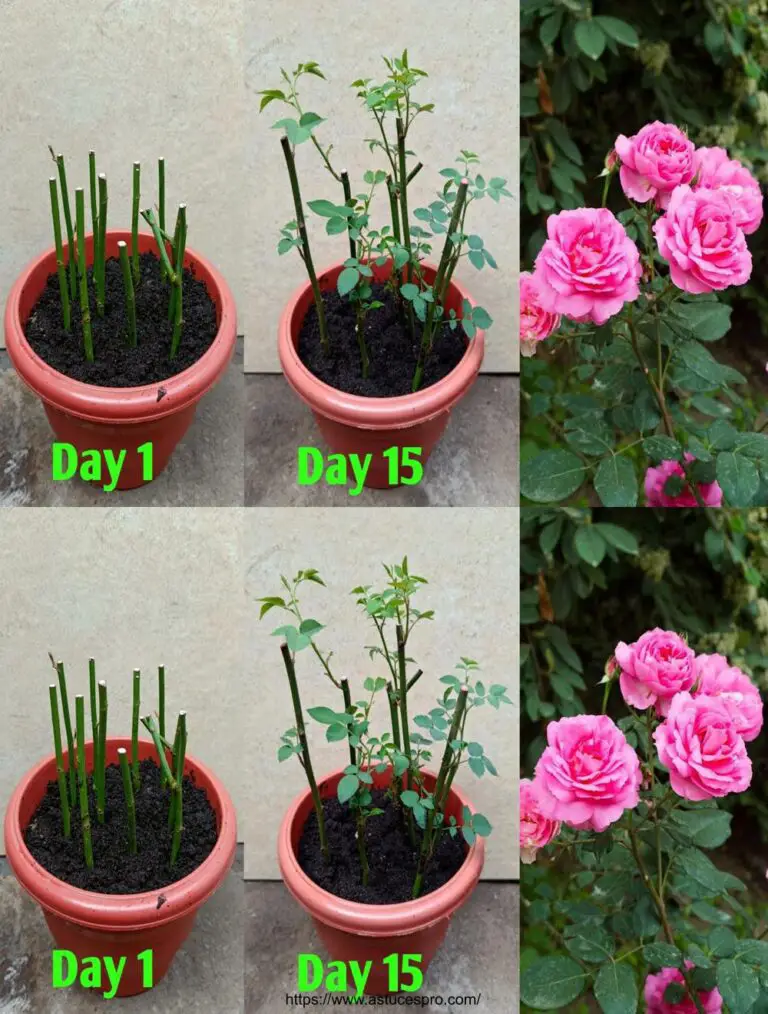 Cómo cultivar una planta de rosa de cortes para cultivar una rosa de tallos para poseer una planta de rosa