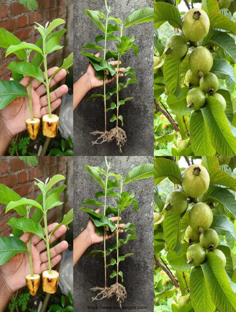 Cómo cultivar un árbol de guava de cortes