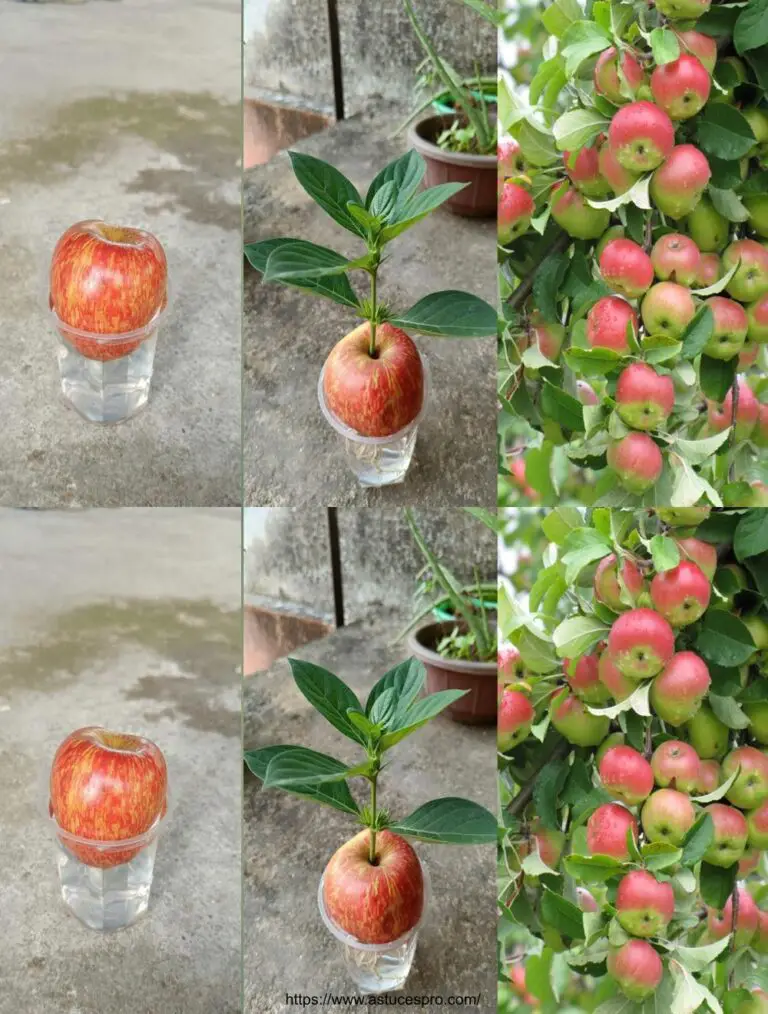 Crece un manzano de una fruta de manzana