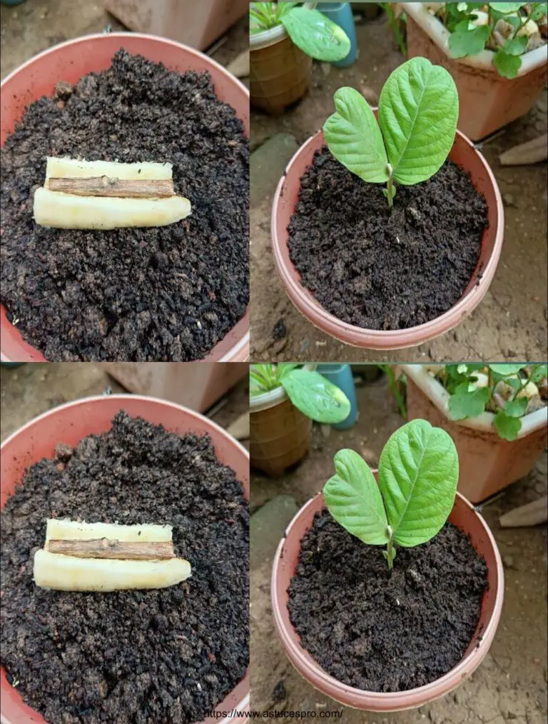 Cómo cultivar árboles de guava de hojas de goyave con 100% de bananas de éxito