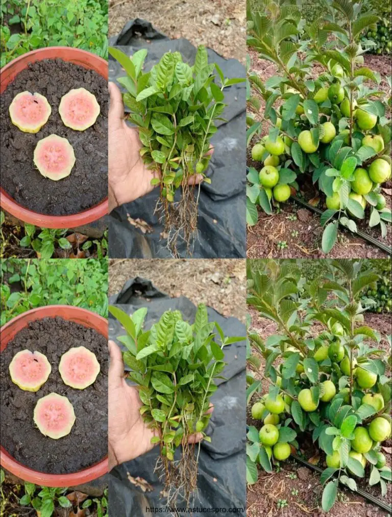 Cómo cultivar un árbol de guava de semillas de guava – con 100% de éxito Cómo cultivar un árbol de guava de cortes