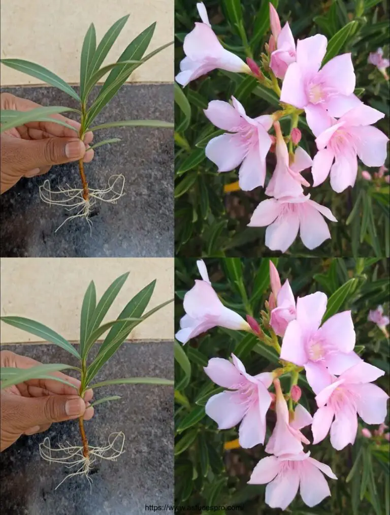 Cómo empujar un Laurier-Rose a partir de las naturalezas