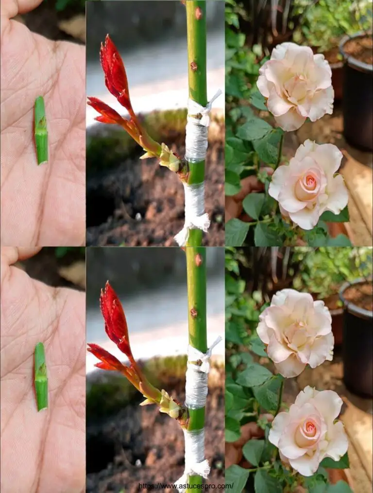 Registro de Botones Rose Cómo injertar una rosa de botones florales Cómo trasplantar una planta de rosa