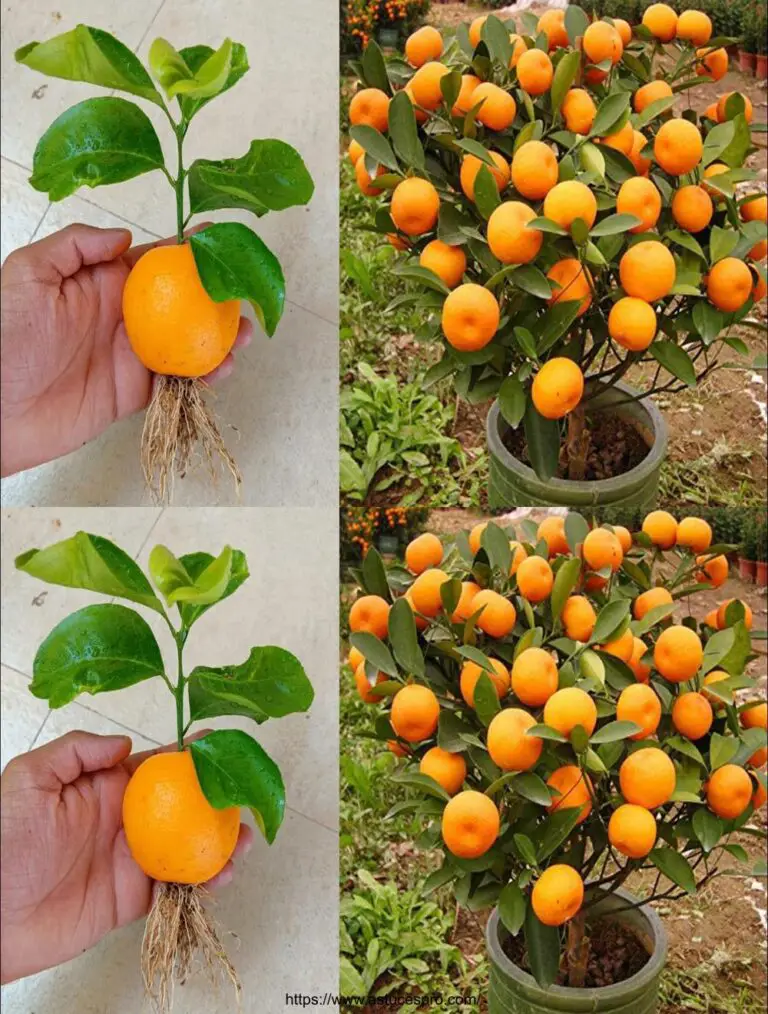 El mejor método para cultivar una naranja de una naranja – Cultivar su árbol de naranja de una manera única