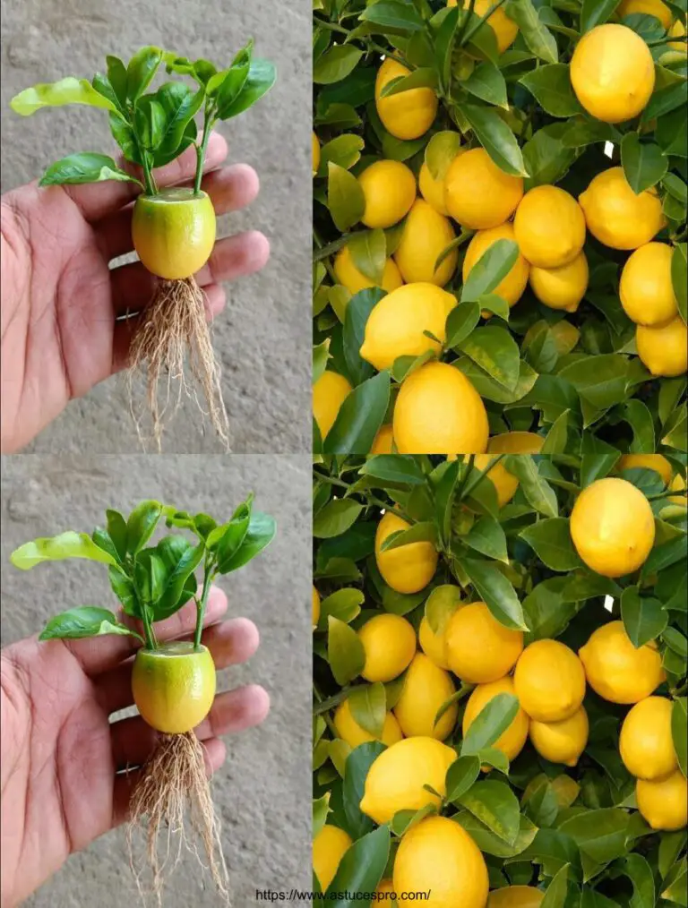 Los limones de la fruta de limón El método más fácil en el mundo