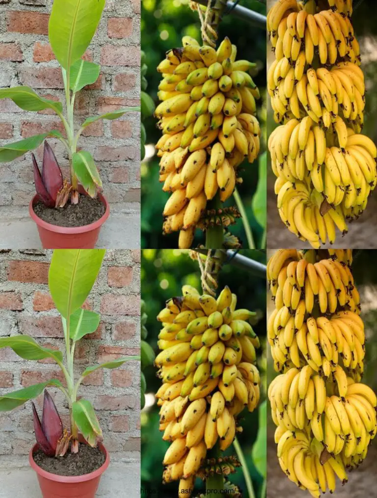 Cultivar un árbol de plátano de un árbol de plátano