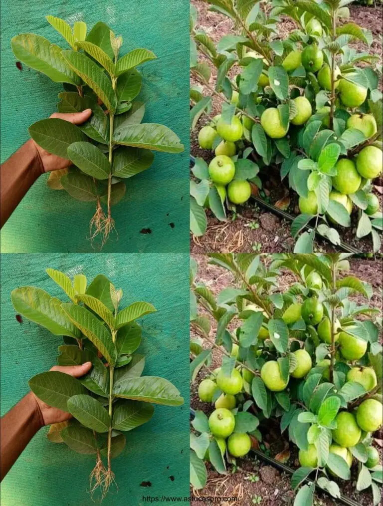 Cómo crecer un árbol de goyave con l