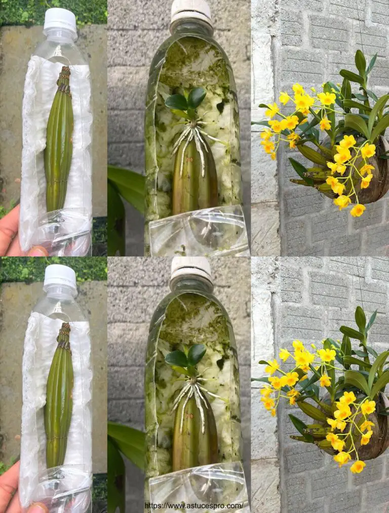 No esperaba ver ramas crecientes de orquídeas, Consejos para cortar orquídeas