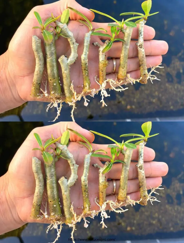 Te perderás un método excepcional para cultivar flores de Adenium: Combina la piel de plátano y la roca.