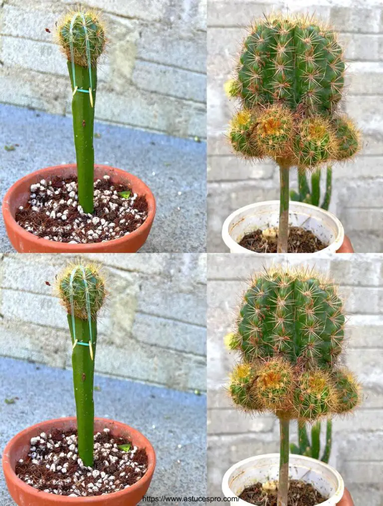 ¿Alguna vez has visto un cactus tan grande? Te mostraré cómo trasplantarlos.