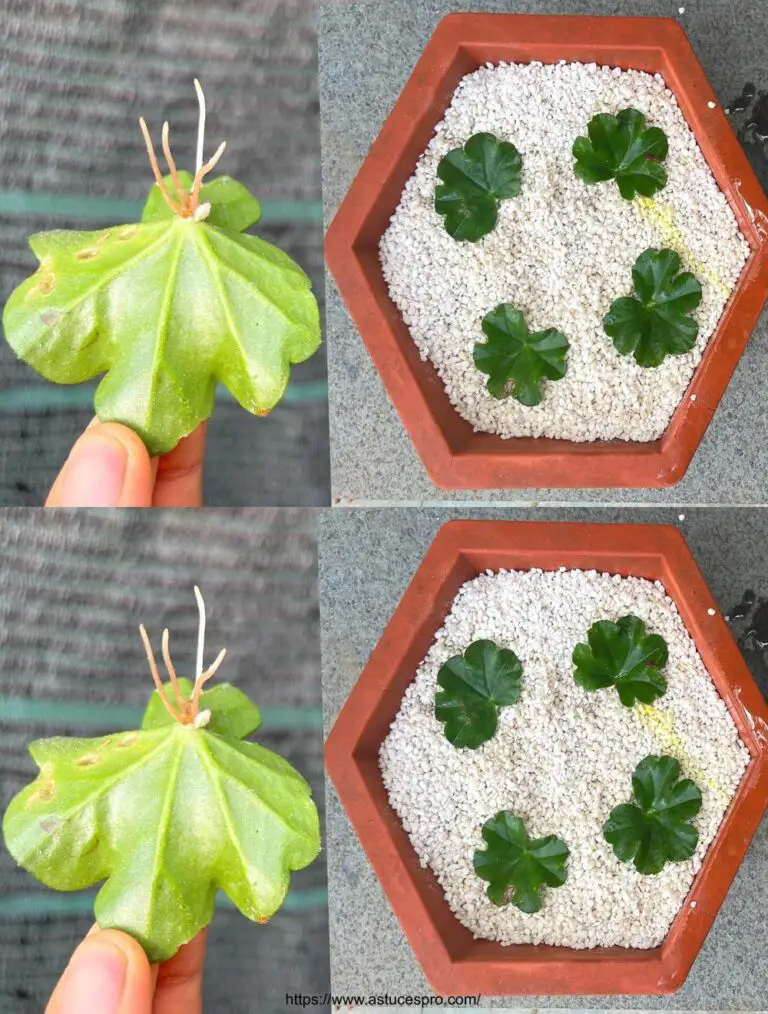 Reto del creciente Pelargonium peltatum sobre piedras blancas