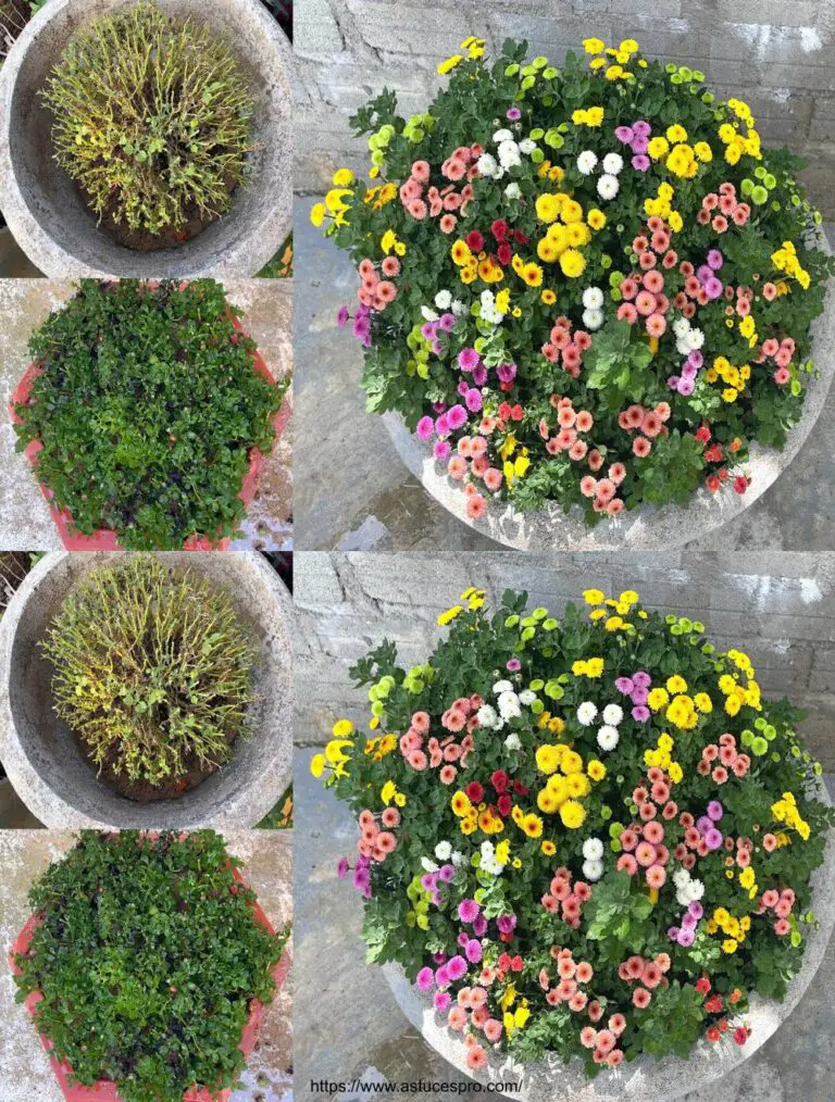 Una olla de crisantemos coloridos que he plantado de ramas de flores marchitas