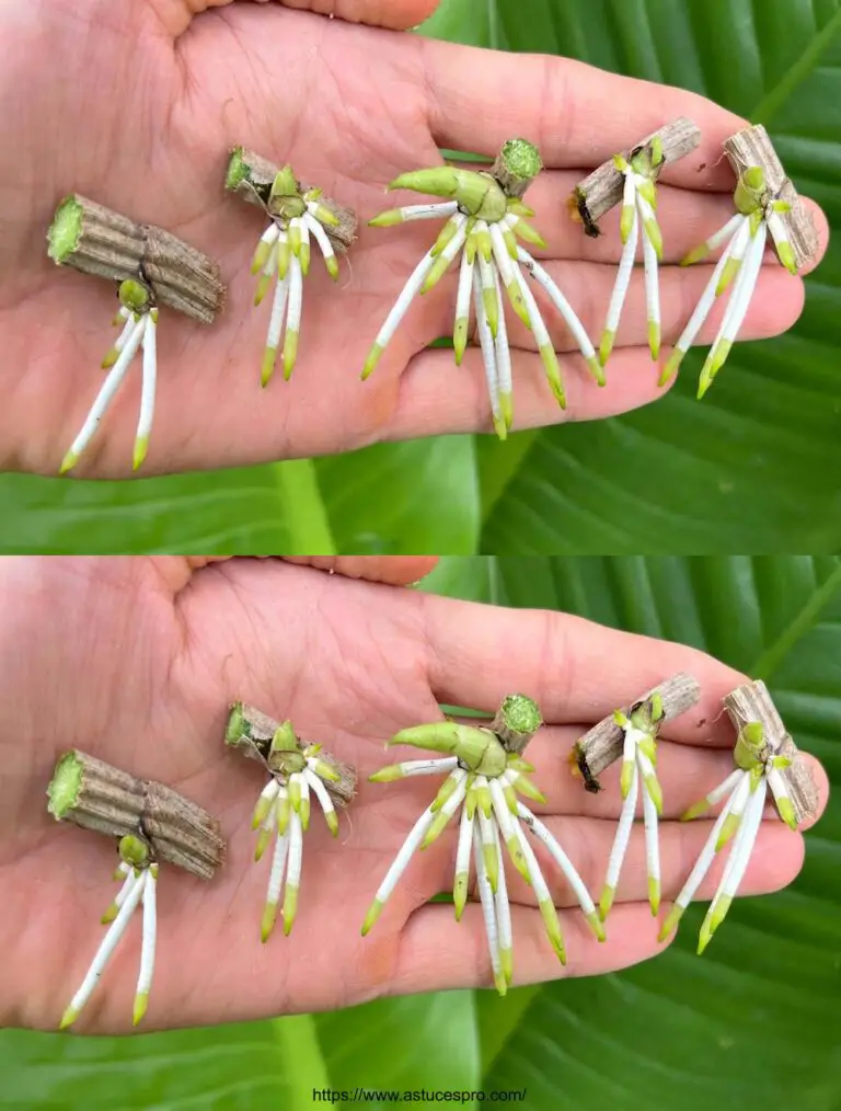 Cómo extender las orquídeas con aloe vera en botellas de plástico