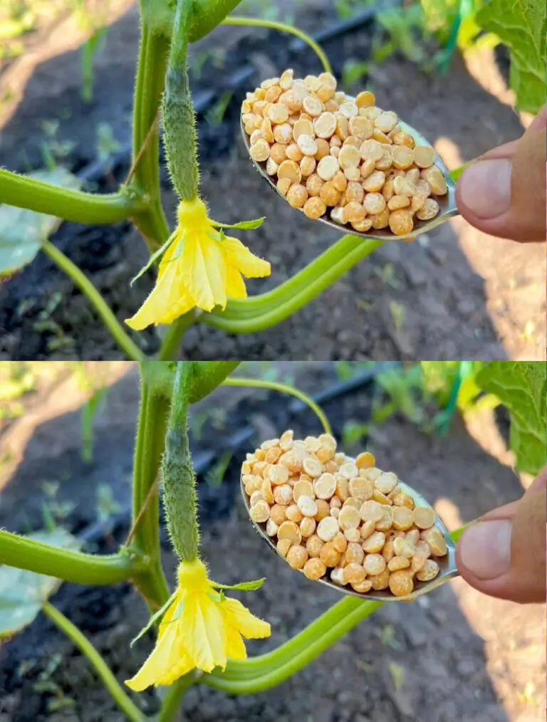 Una cuchara para pepinos y crecerán, verdes y darán fruto en abundancia.