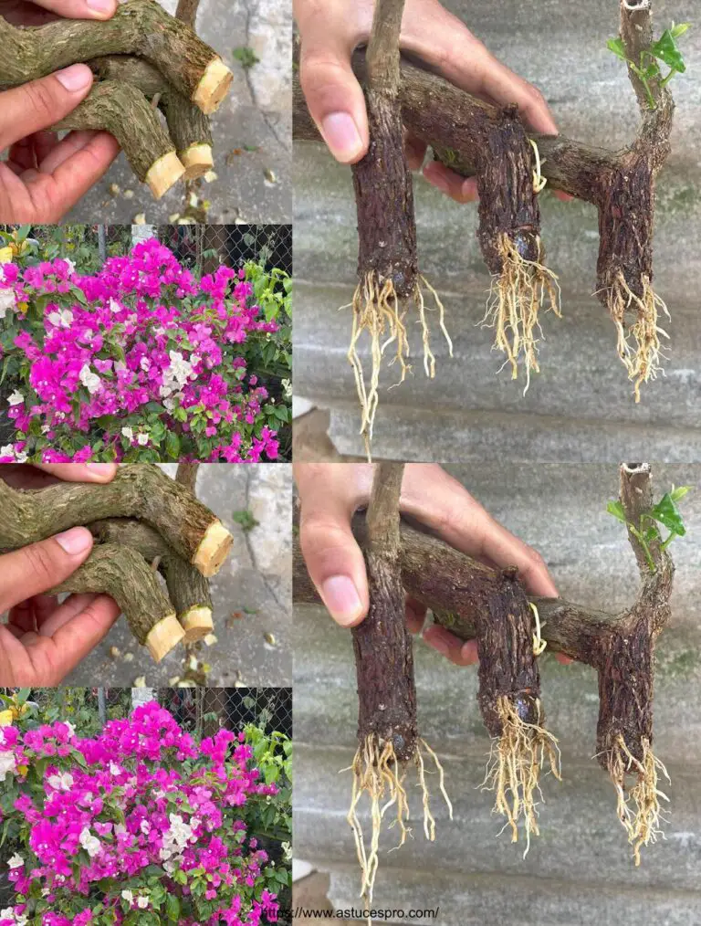 Así es como corté la bougainvillea y sucedió algo único.