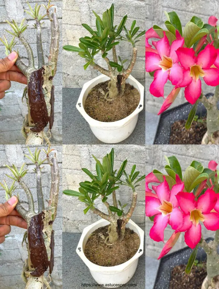 ¡Salven el Adenium obesum Roem en peligro de secar!