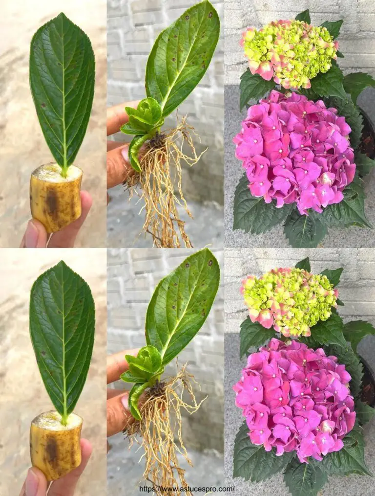 Trate de cultivar hortensias con hojas y plátanos!