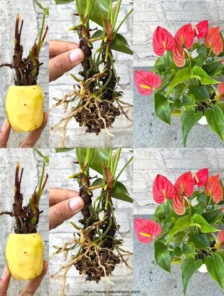 Planta un anthurium en una patata para descubrir una sorpresa