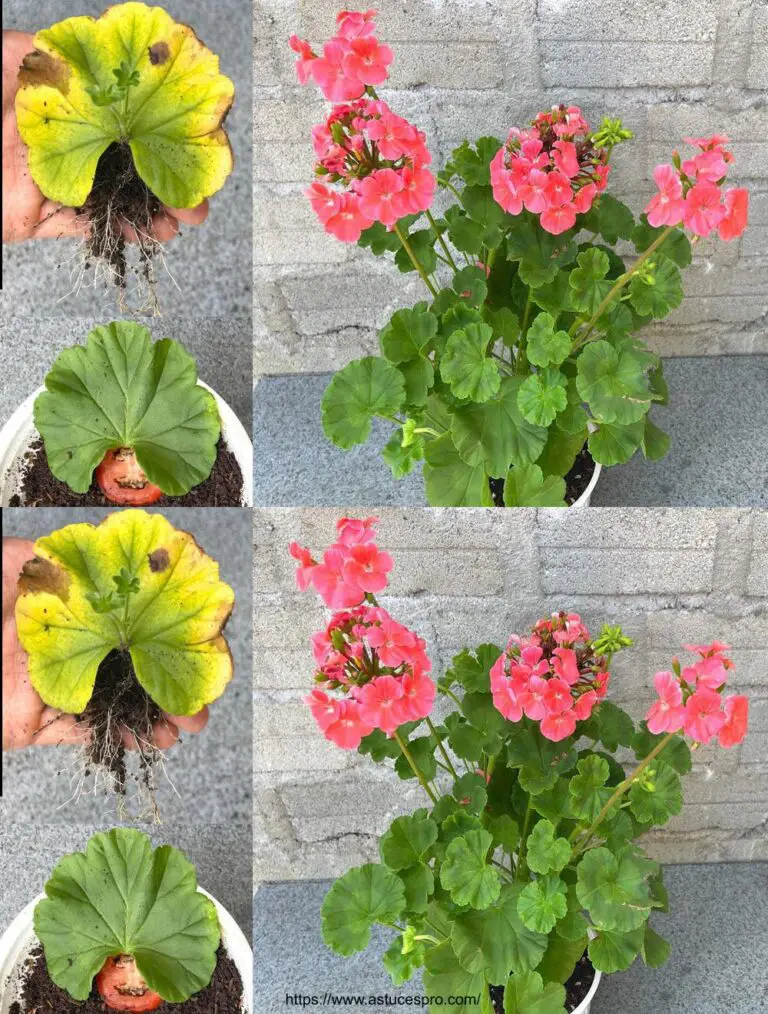 Trate de cultivar el horto de Pelargonium con hojas