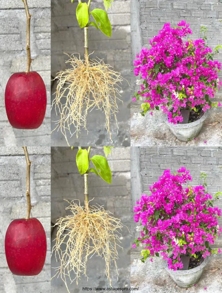 El efecto mágico de una manzana para cortar la bougainvillea y plantar flores en una olla de arena