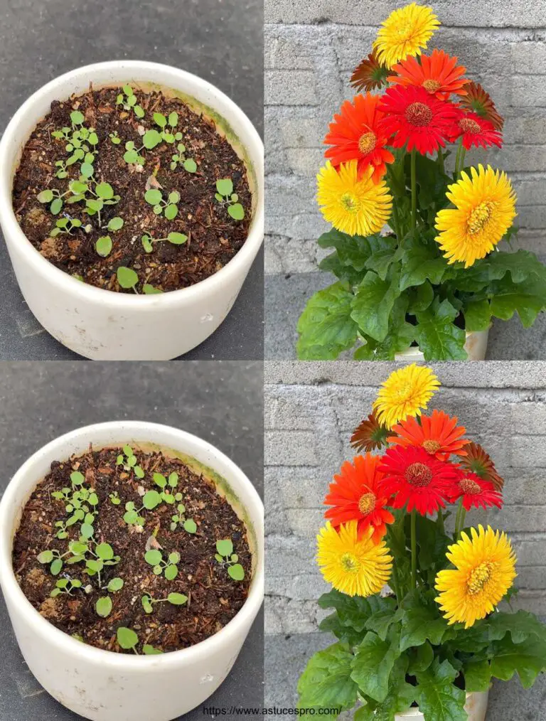 Cómo crecer 3 colores Gerbera jamesonii flores en una sola planta