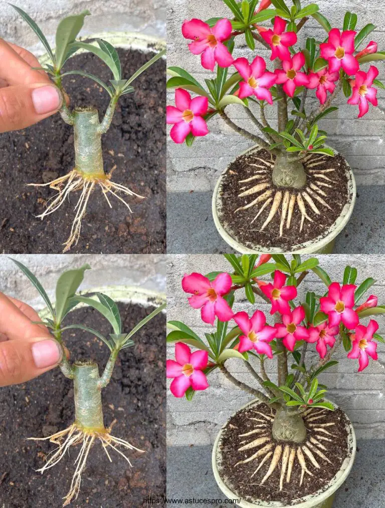 La idea de diseñar un bonsai de Adenium con hermosas raíces de maceta de flores