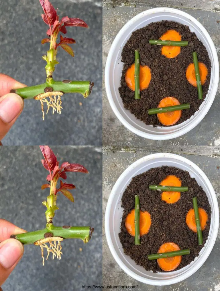 Te sorprenderá cómo propagar rosas con zanahorias