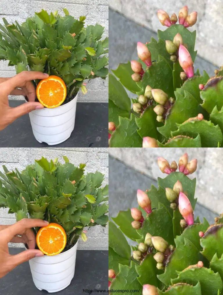 El jugo de naranja está lleno de vitaminas para ayudar a los cactus de Navidad a producir muchas flores.