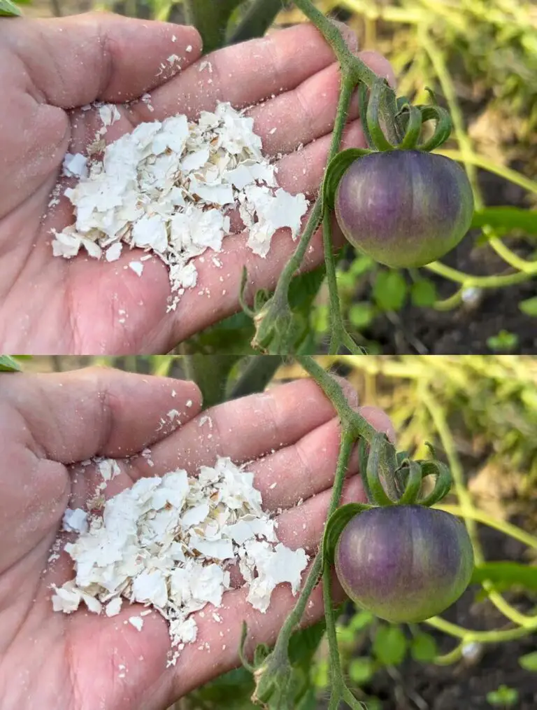 Los tomates dan abundante fruto, la fruta no se pudra y no duele! ¡Aquí hay un simple regalo!