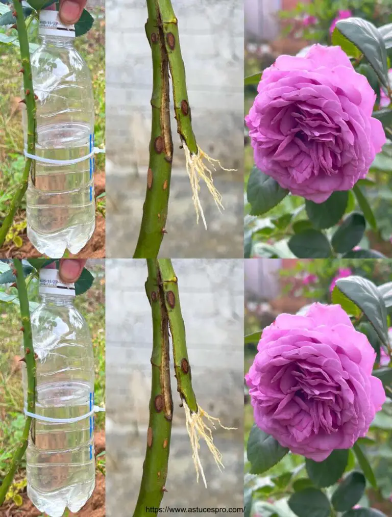 Ideas creativas para extraer rosas con jugo del vera
