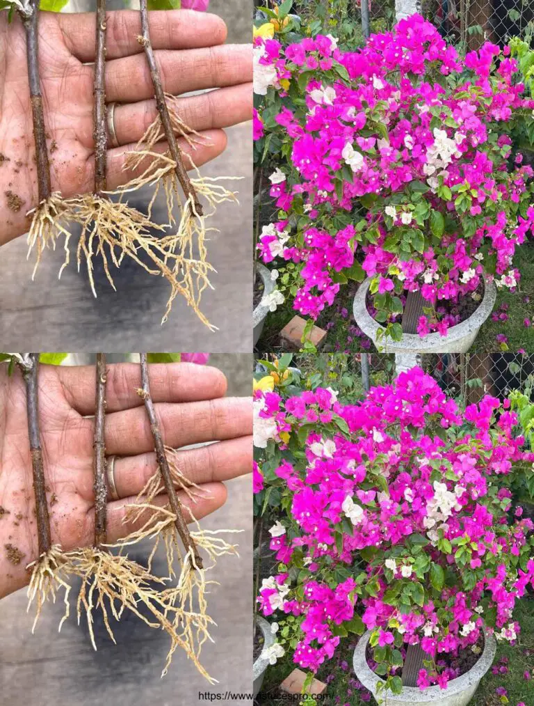 El impacto de la corteza de plátano en el tamaño de bougainvillea