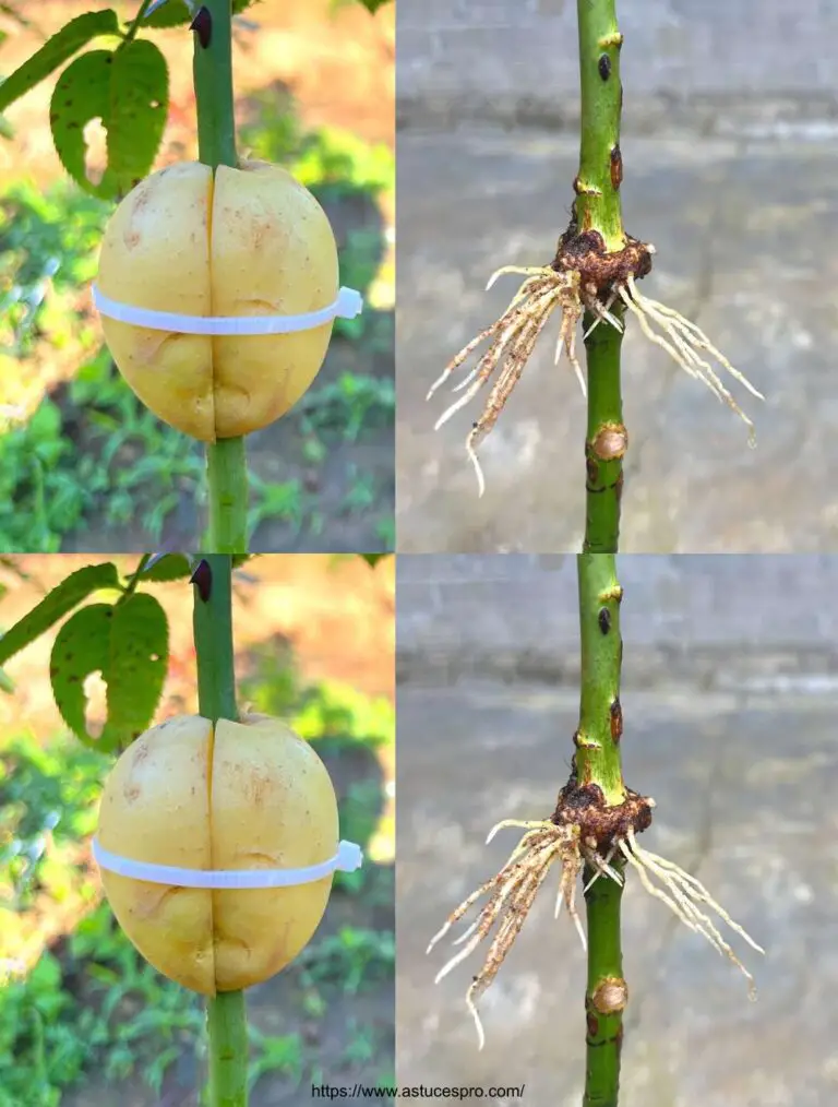 Descubre el increíble efecto de las papas para extraer pigmentos de las rosas