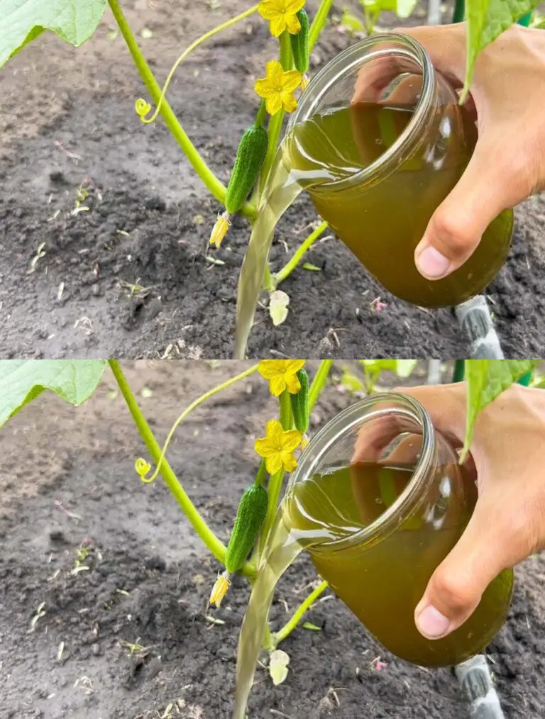 Los pepinos crecerán rápidamente, en perfecta salud y sus hojas permanecerán verdes!